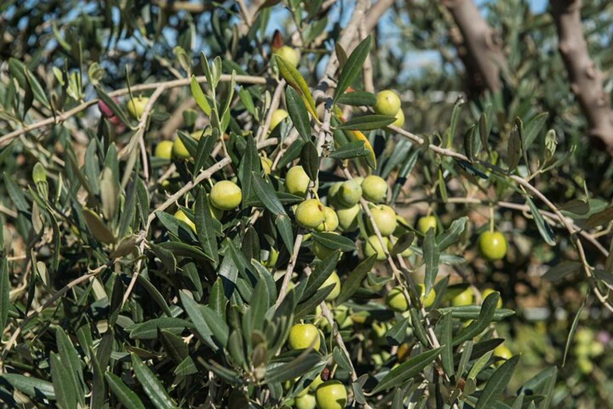 ένα δέντρο με πολλούς πράσινους καρπούς πάνω του