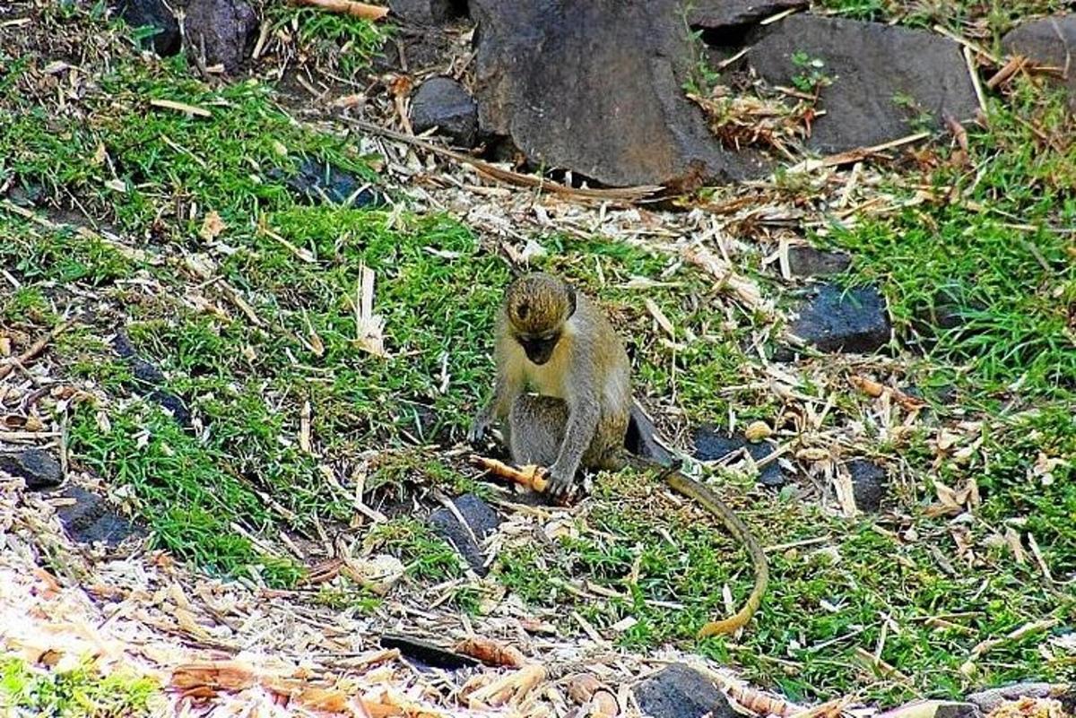 a squirrel sitting on the ground with a rope