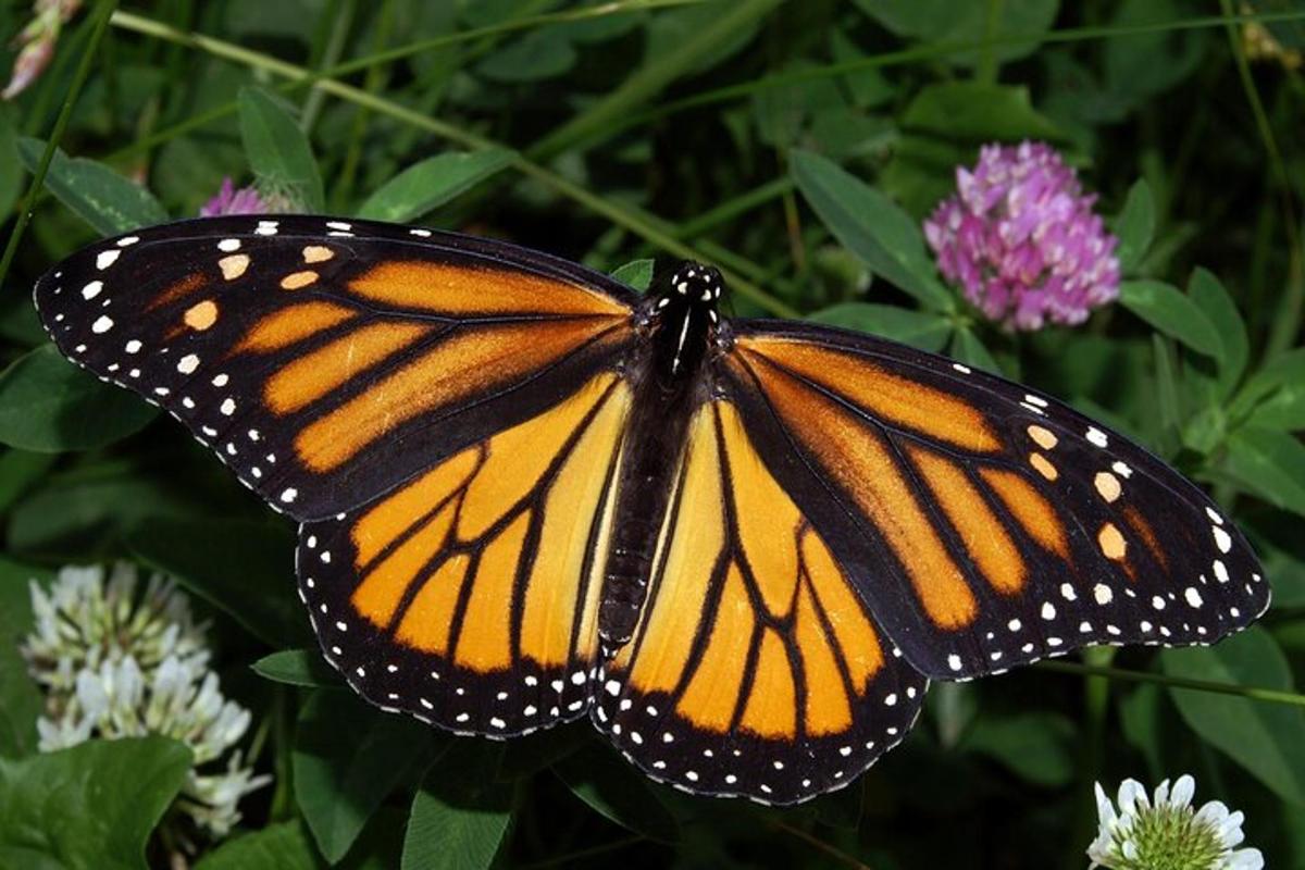 una farfalla monarca è seduta su un fiore