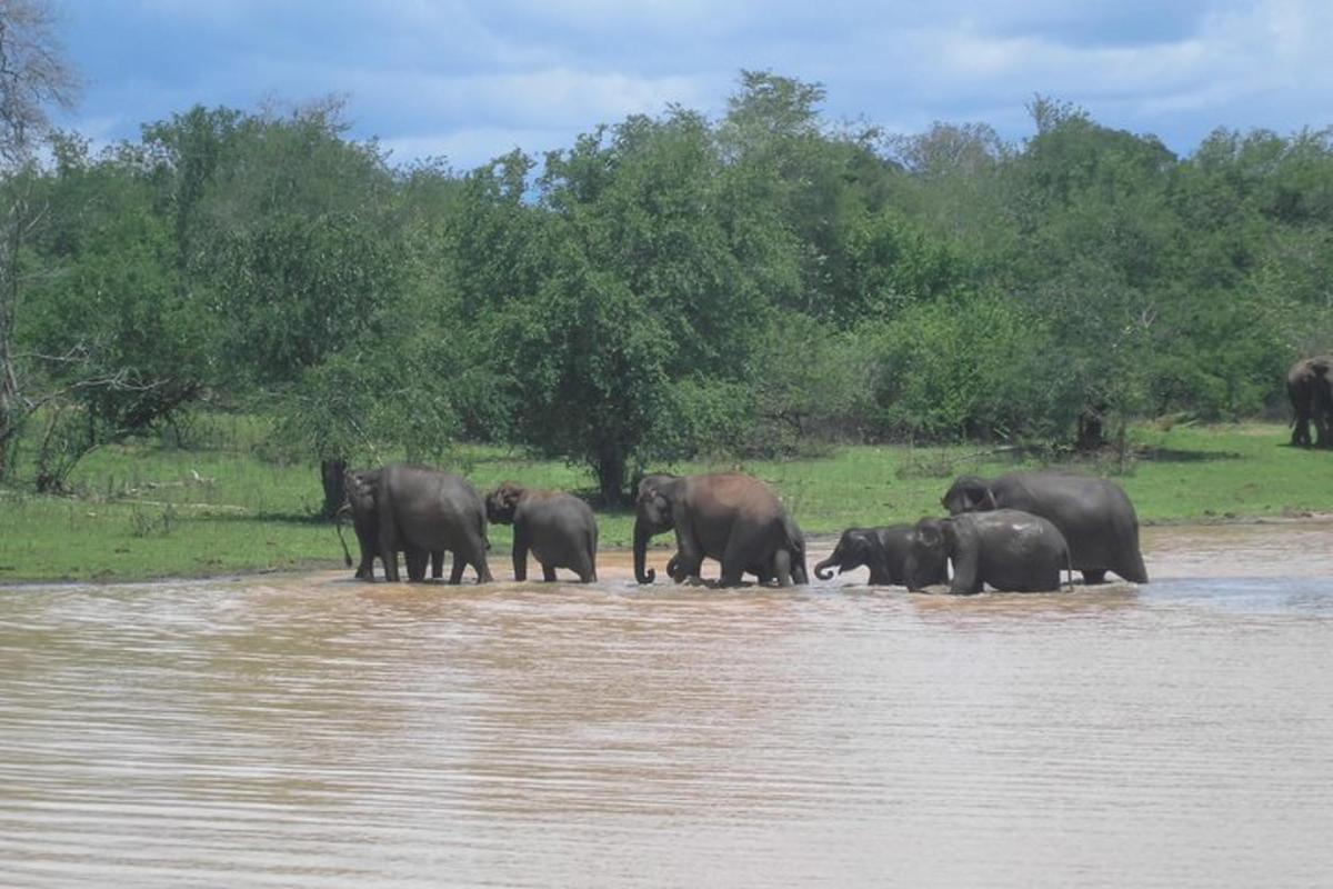 sekumpulan gajah melintasi perairan