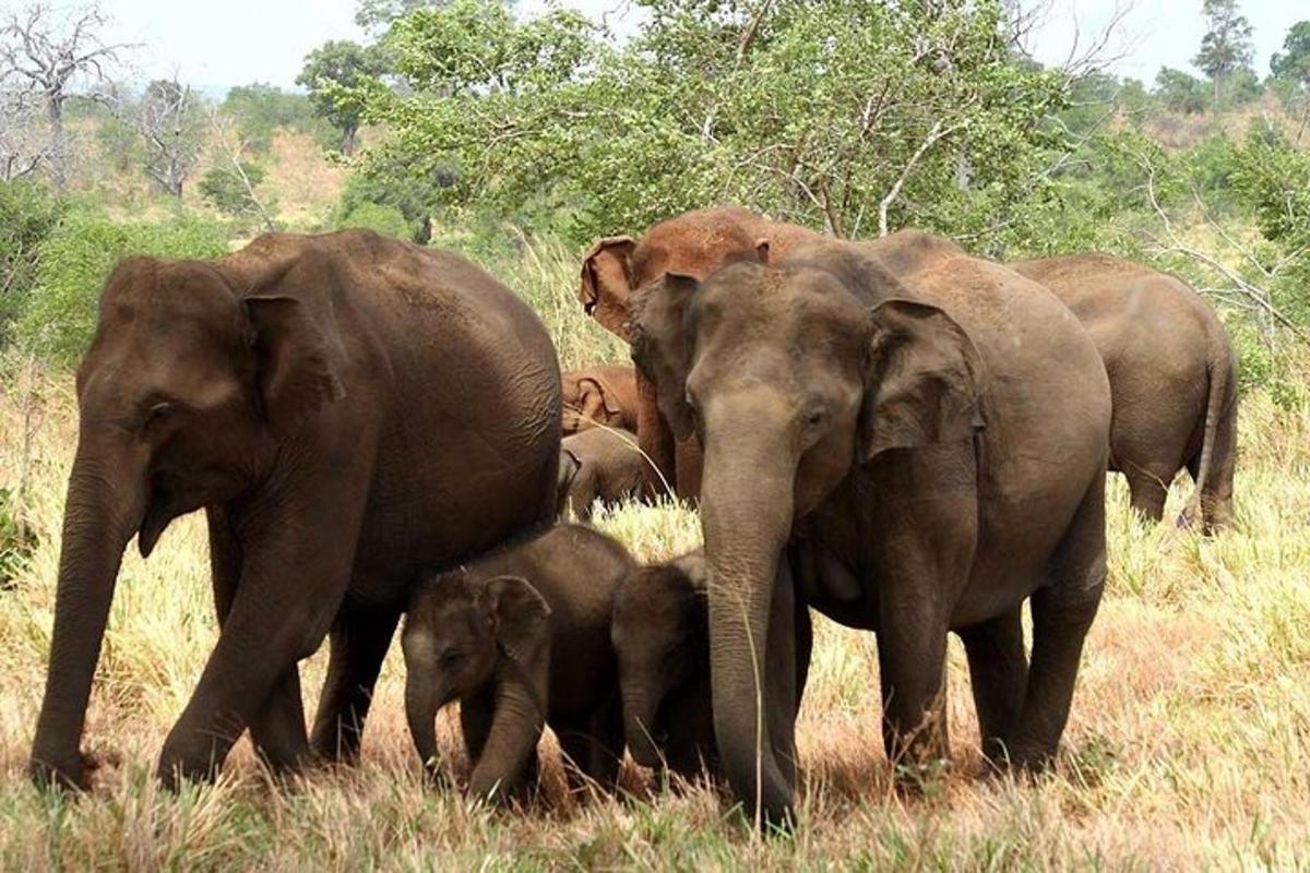 sekumpulan gajah berdiri di padang