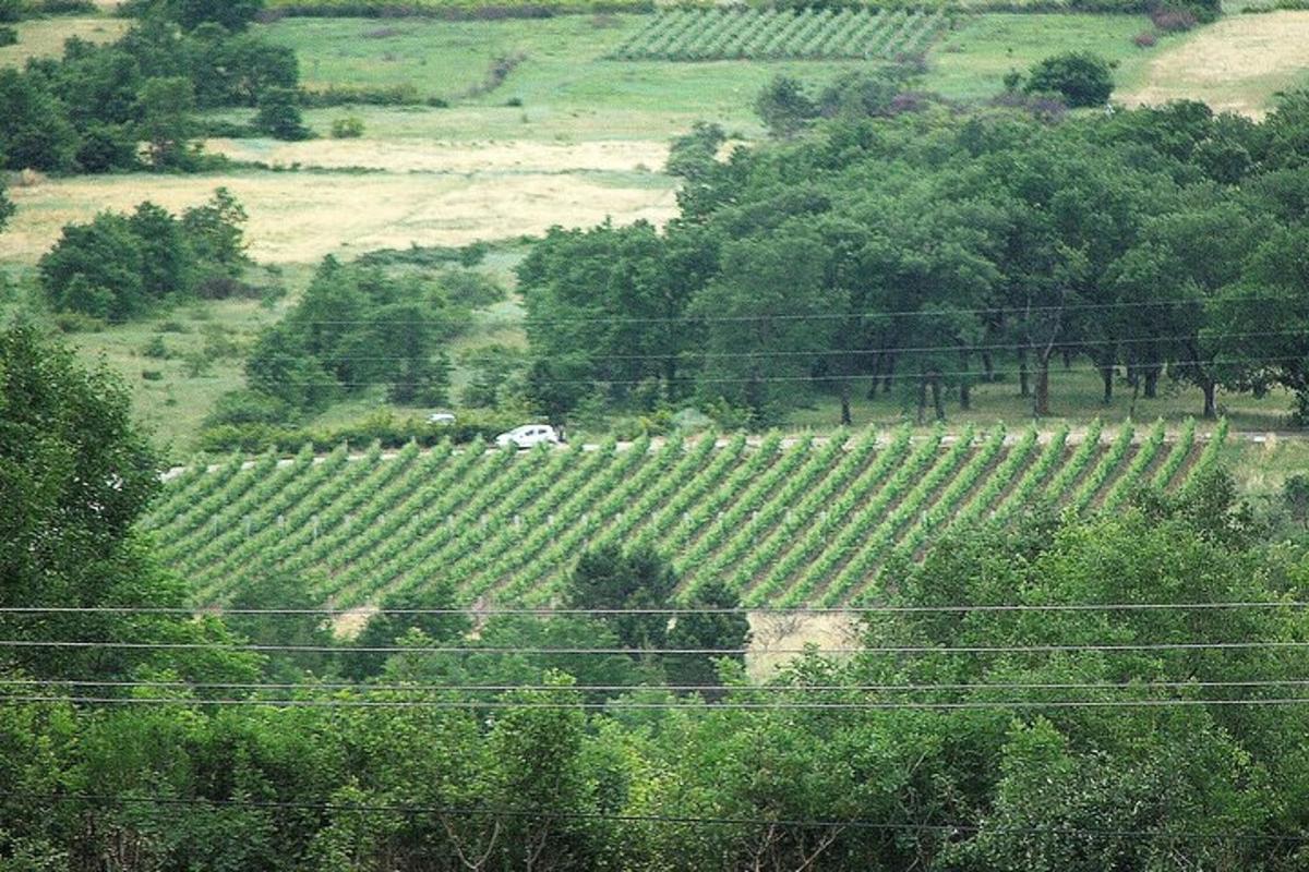 a vineyard with a white car in the middle of a field