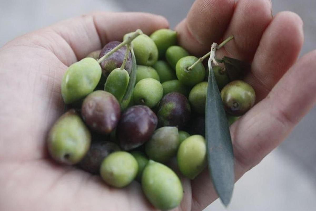 tangan memegang sekumpulan buah hijau dan ungu