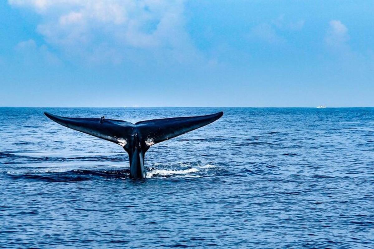 una cola de ballena azul que sobresale del agua