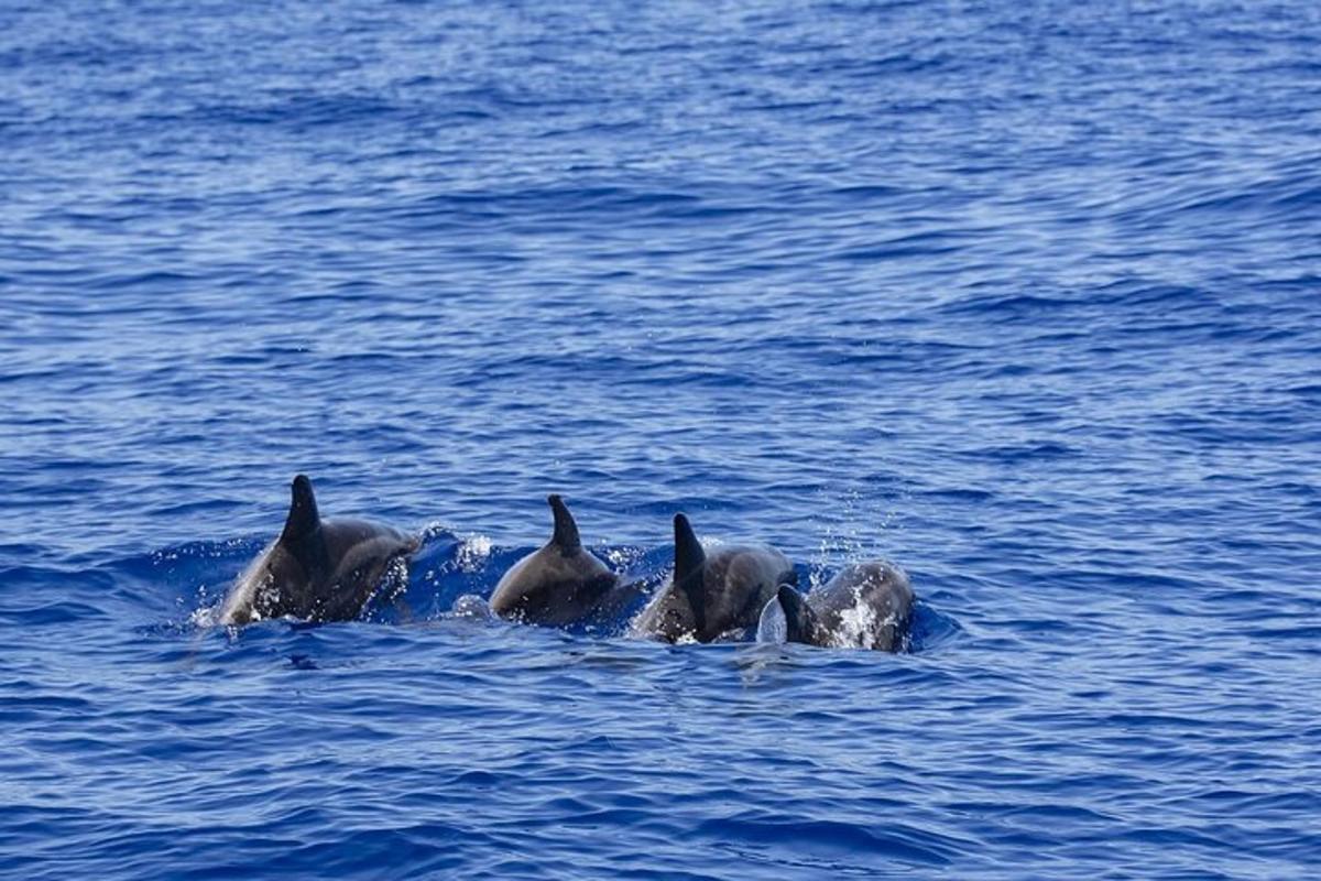 un grupo de delfines nadando en el agua