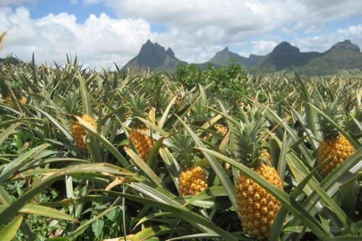 um campo de abacaxis com montanhas ao fundo