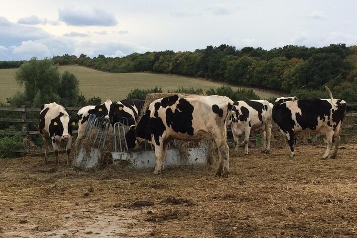 a group of cows eating hay from a trough in a field