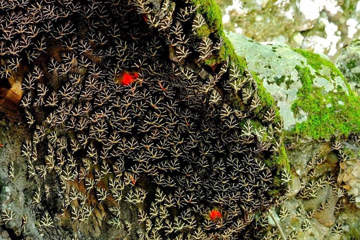 skupina rostlin na úbočí skály