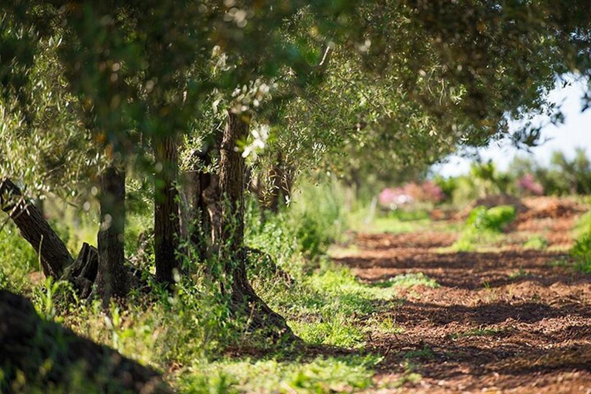 deretan pokok di padang dengan rumput
