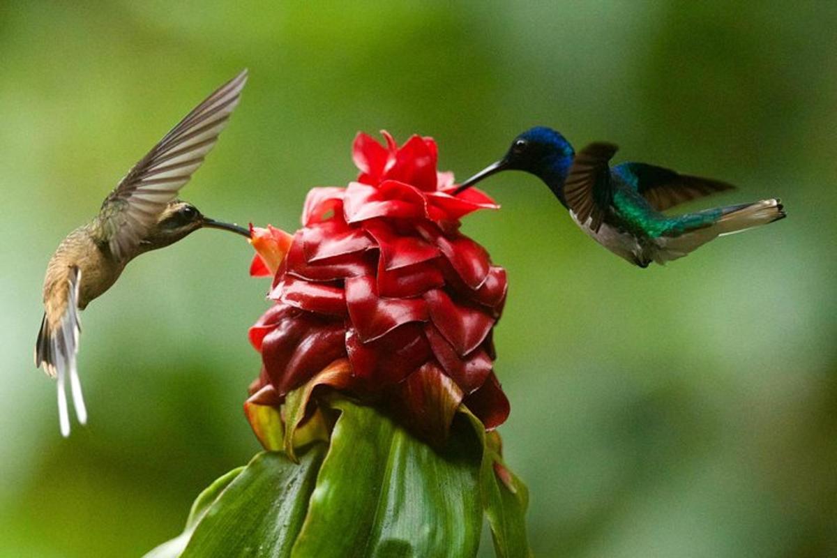 a couple of hummingbirds feeding from a flower