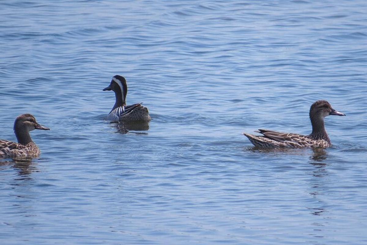 three ducks swimming in a body of water