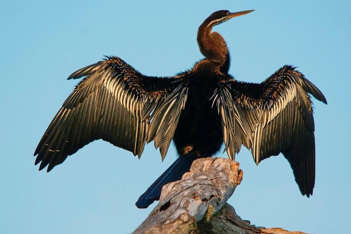 a bird with its wings outstretched on a tree branch