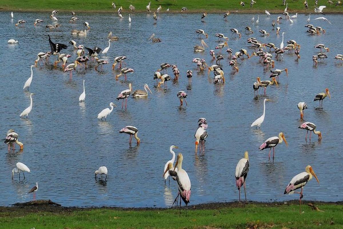 a large flock of birds standing in the water