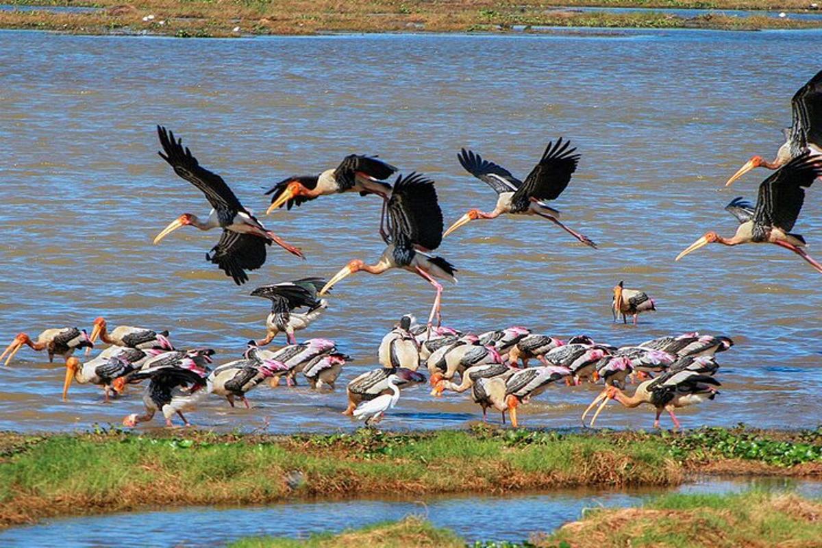 a flock of birds flying over a body of water