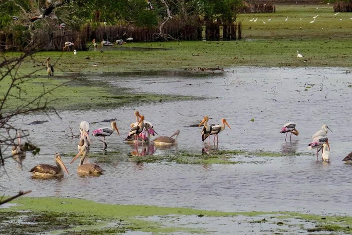 a group of birds standing in the water