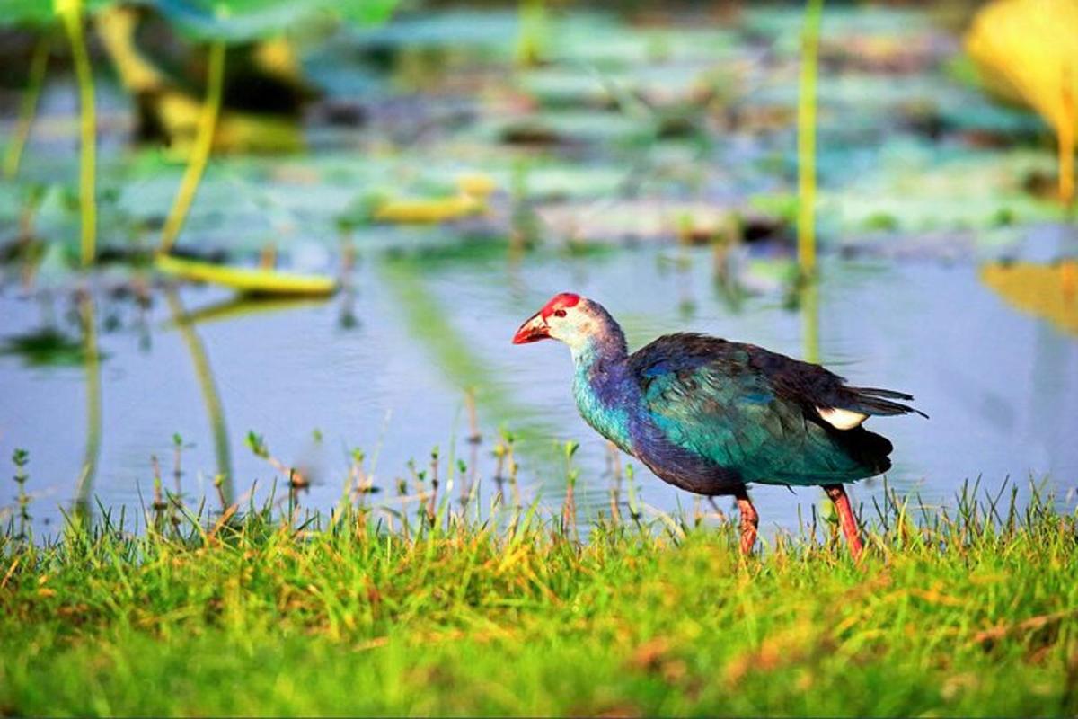 a bird standing in the grass near a body of water
