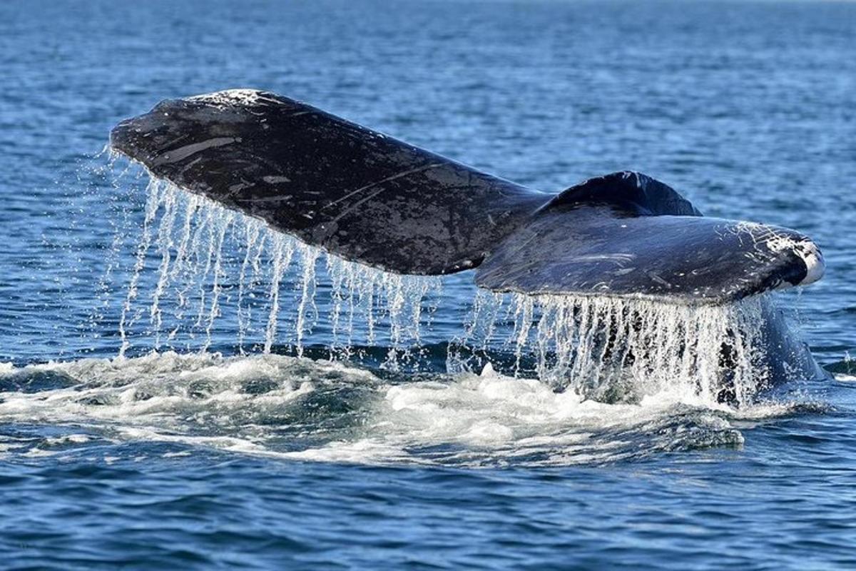 una balena blava a l'aigua amb la cua estesa