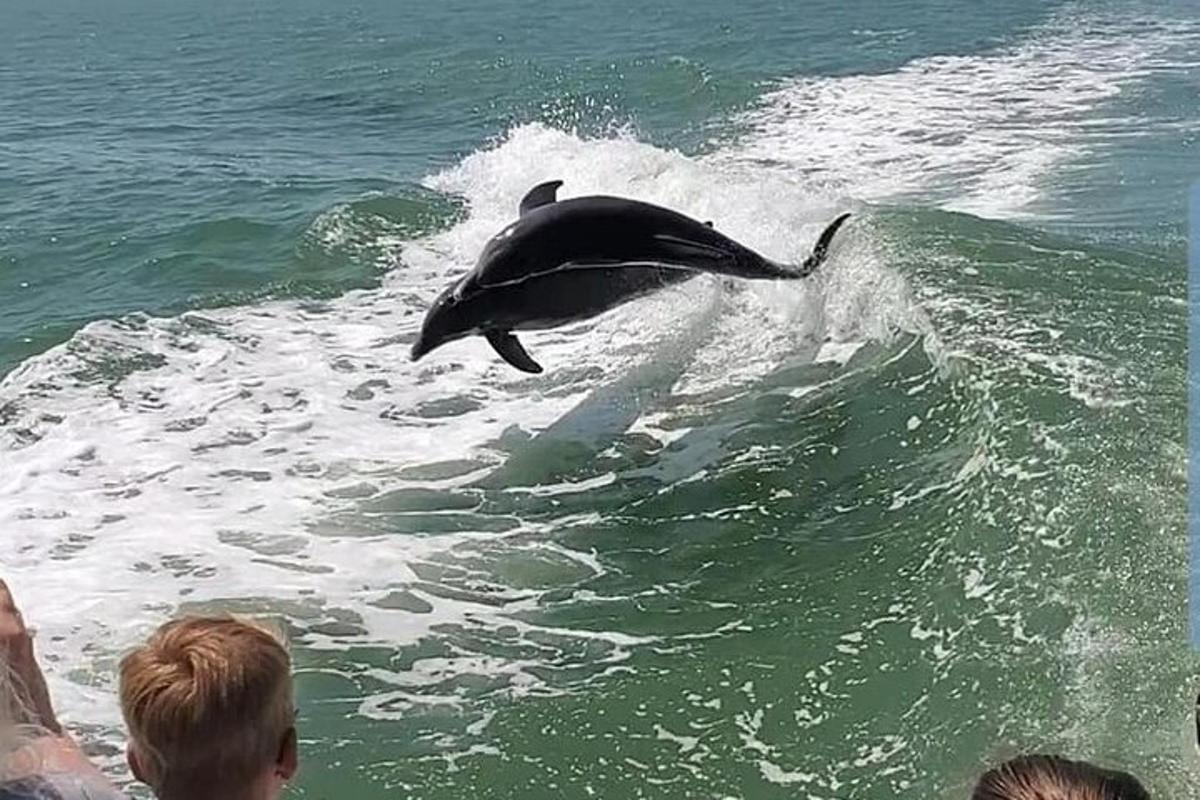a dolphin jumping out of the water in the ocean