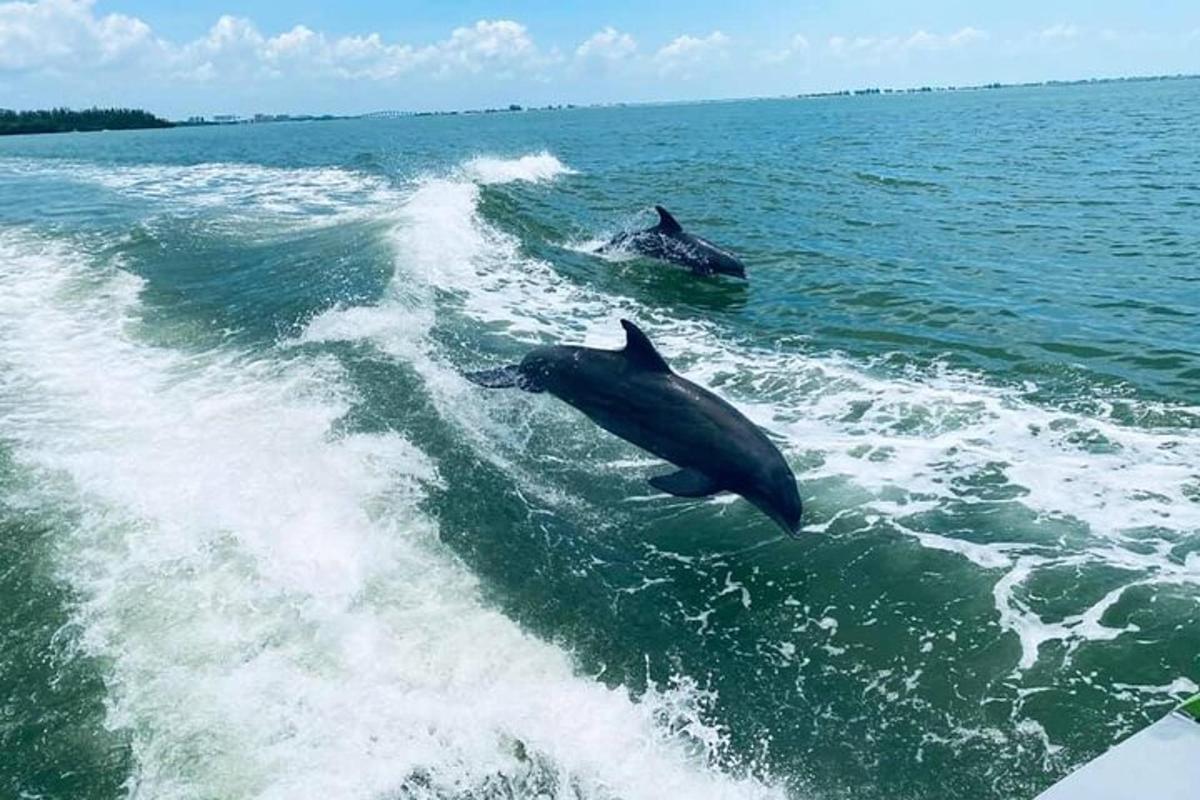two dolphins in the water near a boat