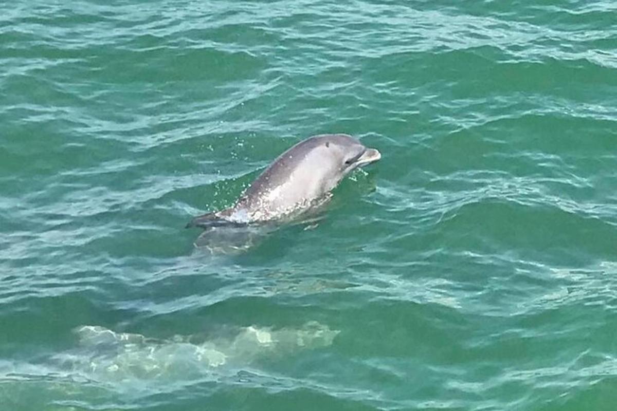 a dolphin is swimming in the water