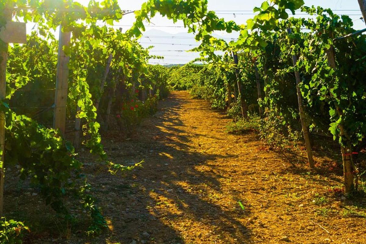 una strada sterrata in un vigneto con alberi