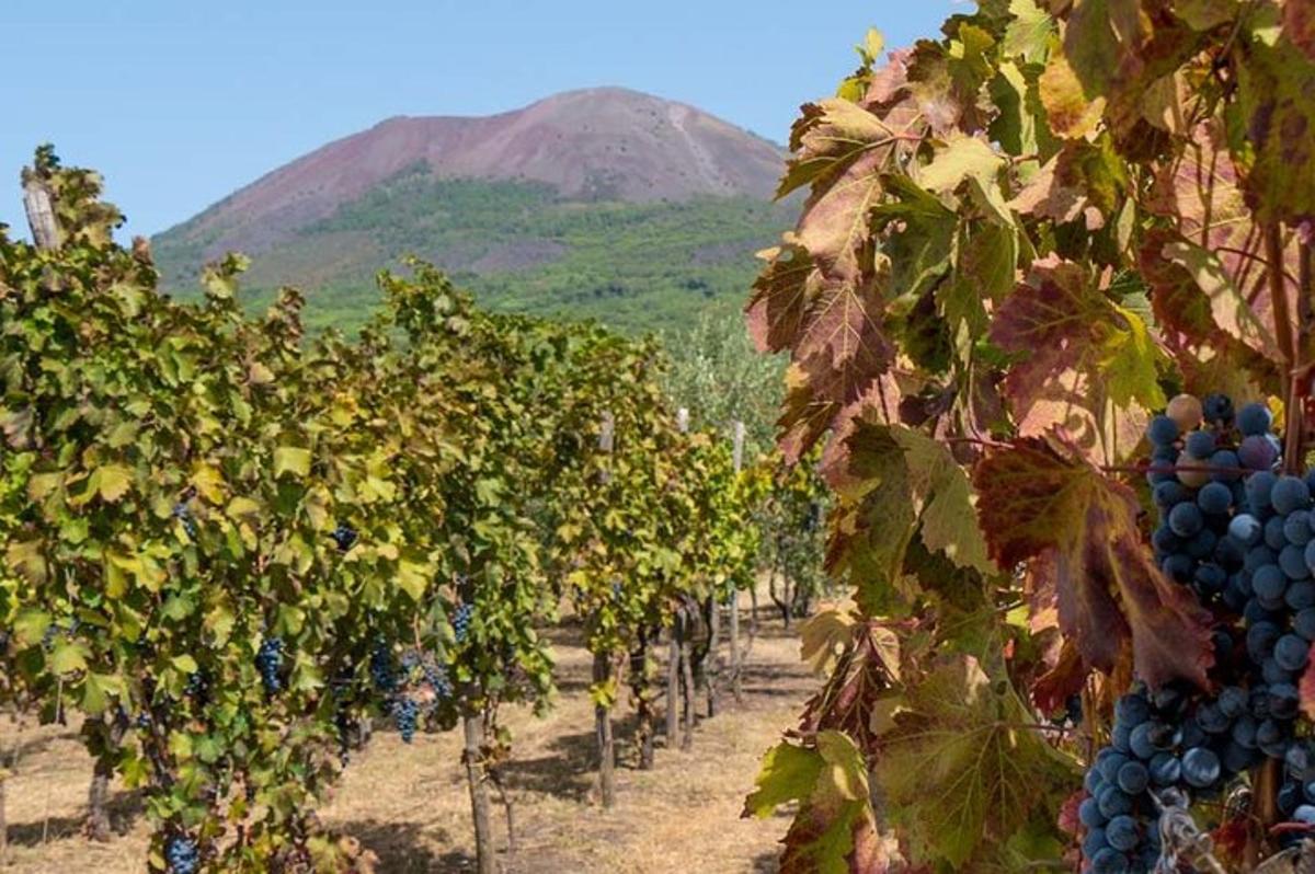 un grappolo d'uva in un vigneto con una montagna sullo sfondo