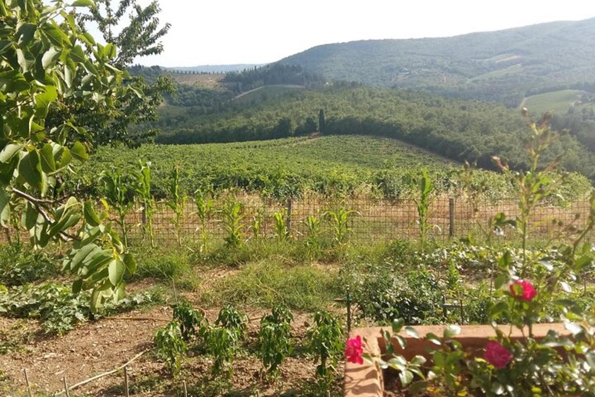 pemandangan ladang anggur dengan latar belakang bukit