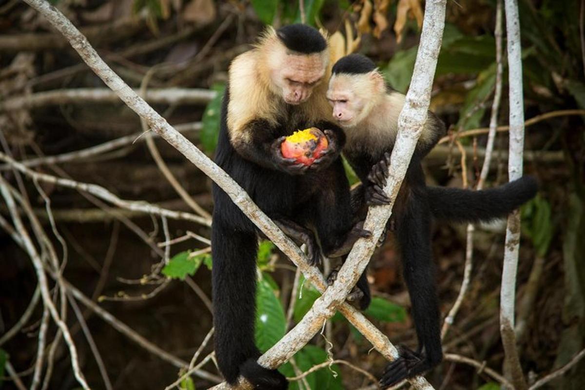 dua ekor monyet sedang duduk di atas dahan pokok