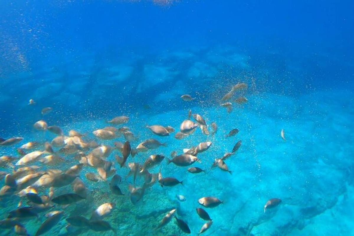 sekumpulan ikan yang berenang di dalam air