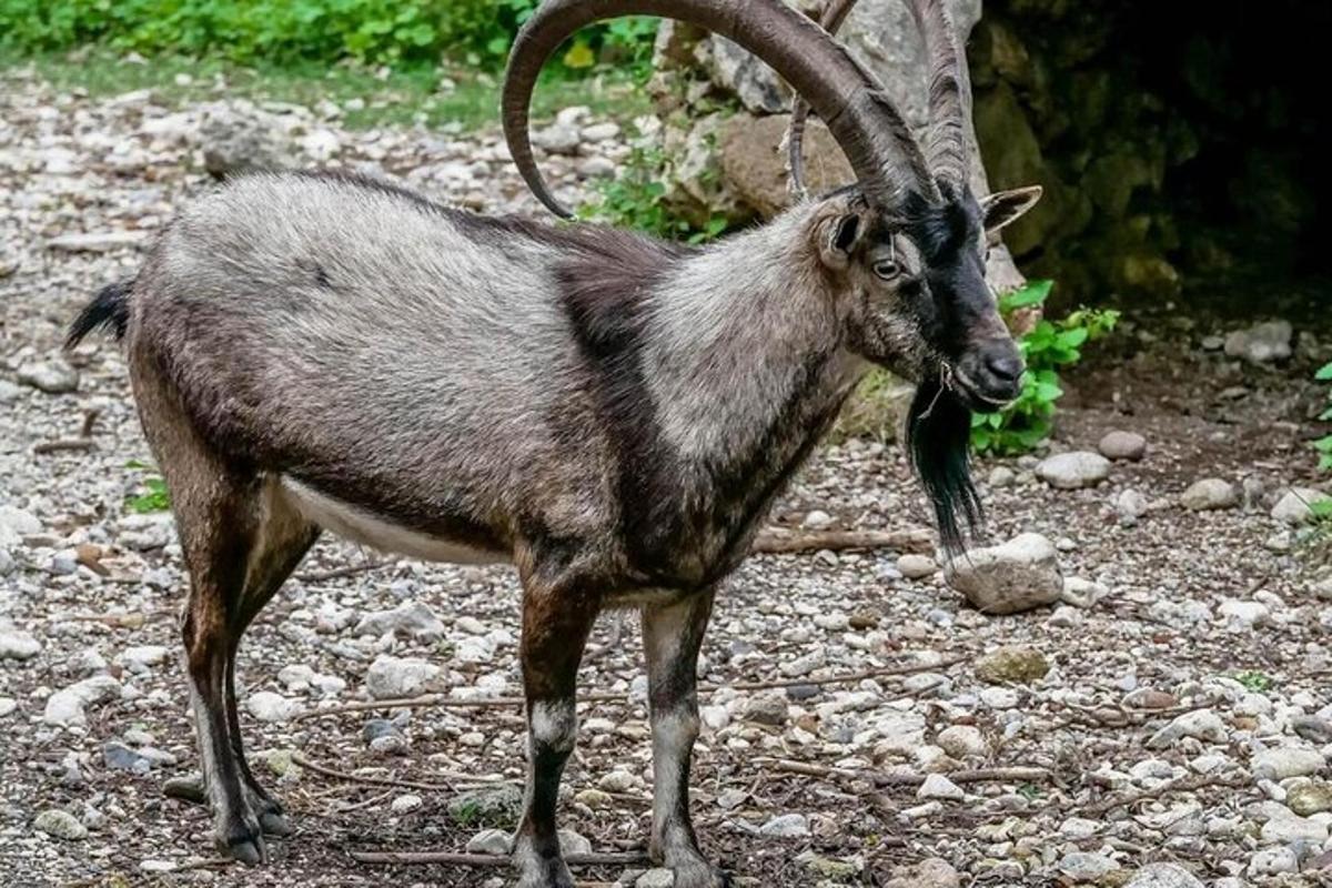 a goat with large horns standing on a rocky ground