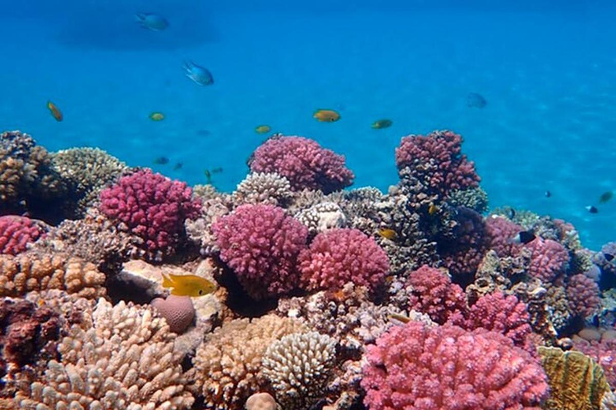 un arrecife de coral con peces en el agua