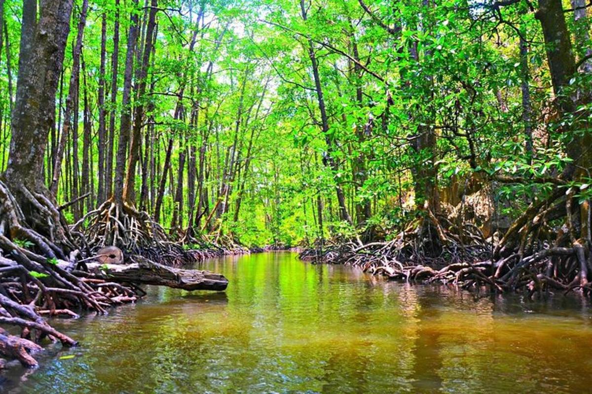 a river in a forest with trees and branches in the water