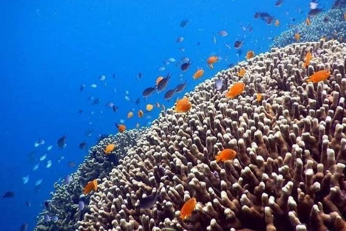 koralni greben z ribami v oceanu