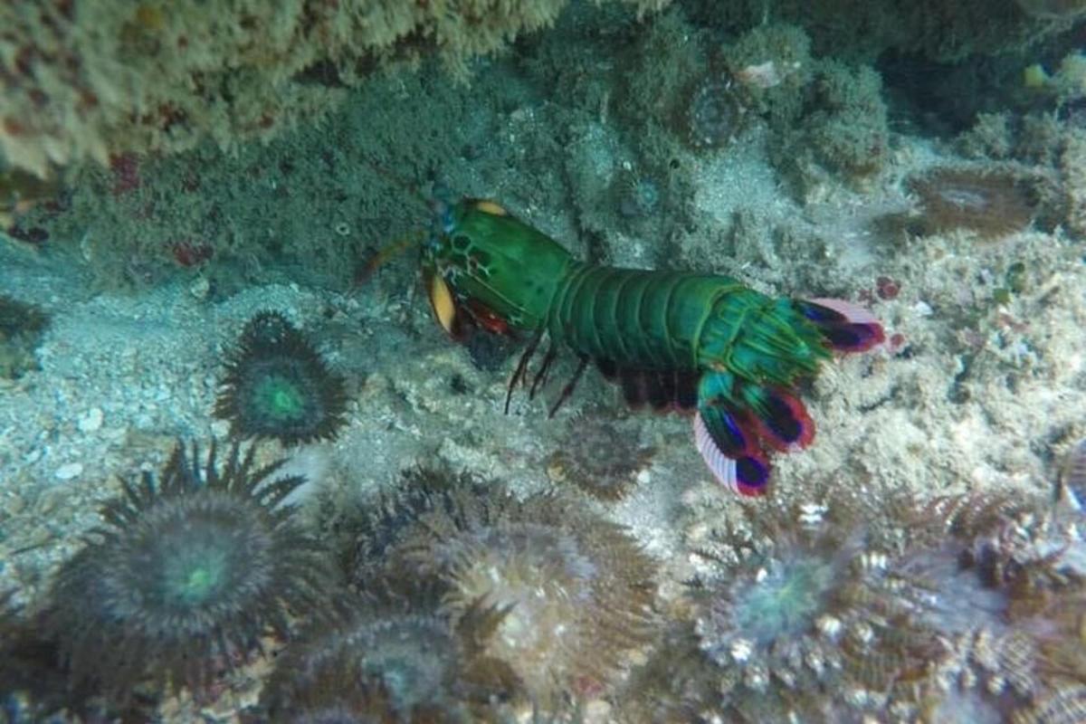 pisana kozica in riba v oceanu