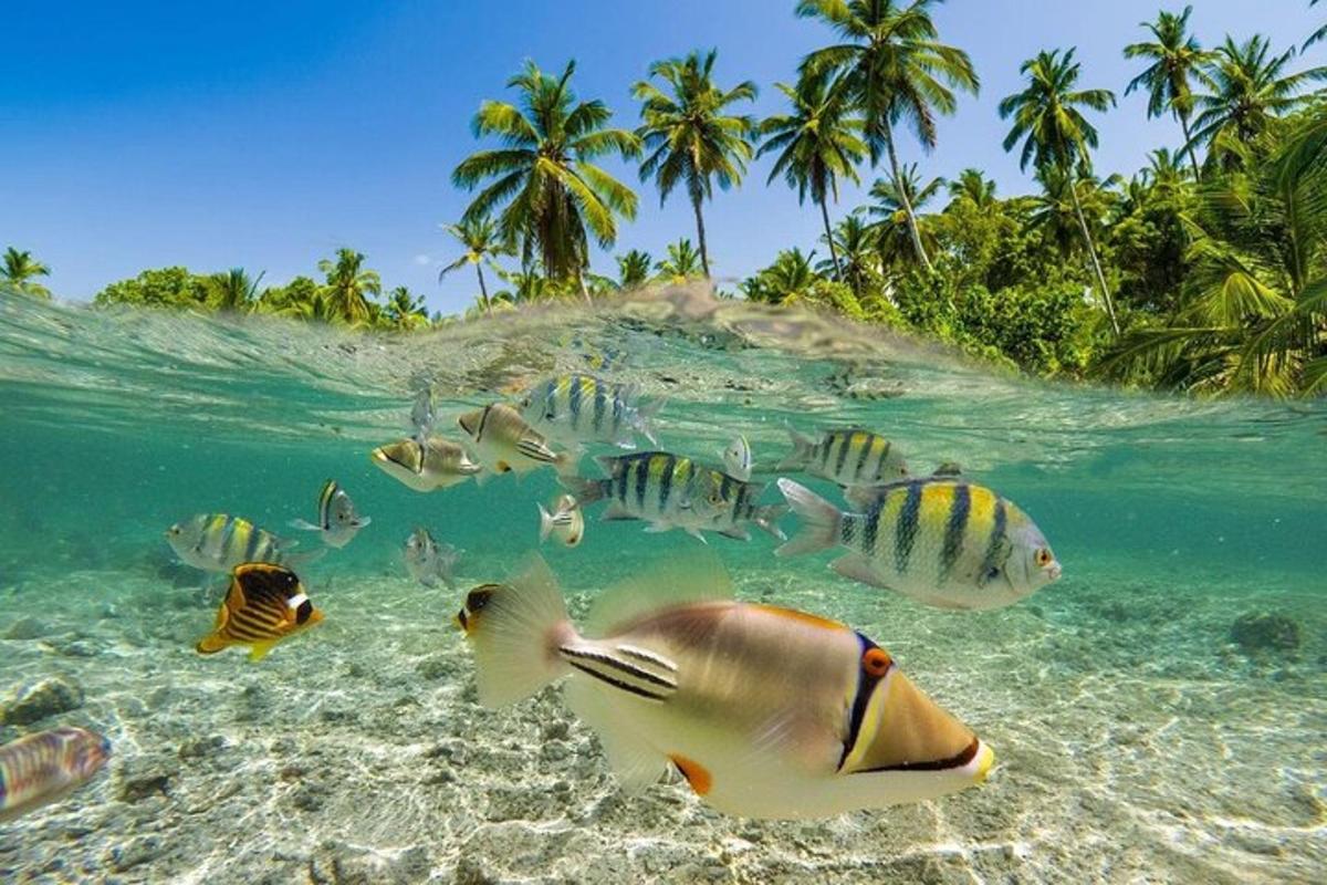 skupina rib, ki plavajo v vodi blizu plaže