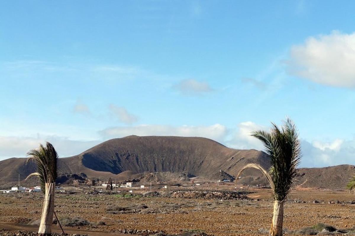 zwei Palmen in einer Wüste mit einem Berg im Hintergrund