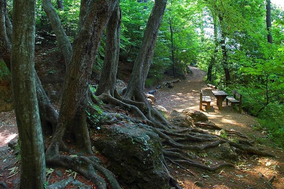 cesta v lese se stromy a lavičkami
