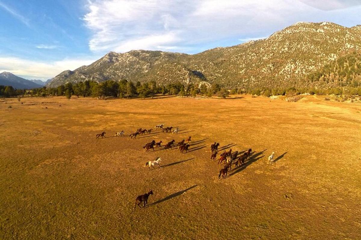 una mandria di cavalli che corrono in un campo