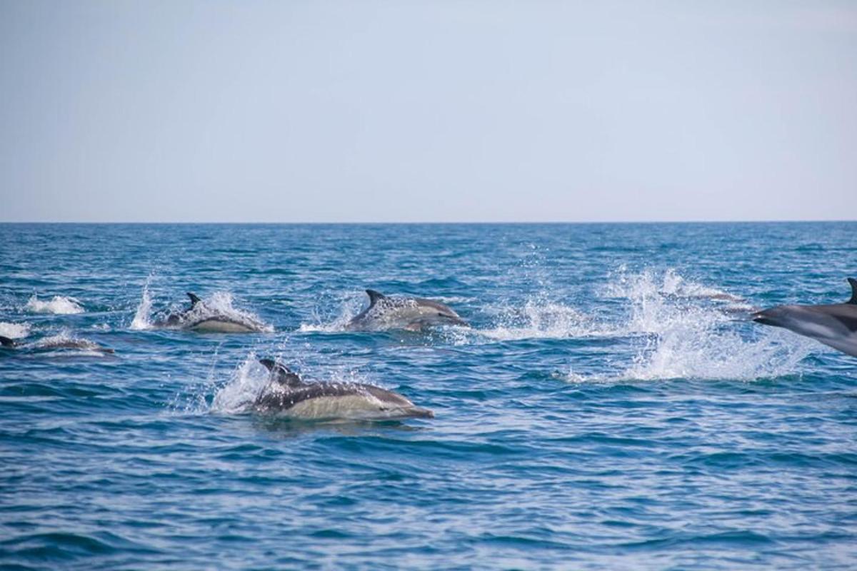 a group of dolphins swimming in the water