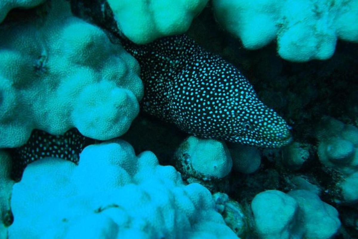 a black and white spotted fish in the ocean