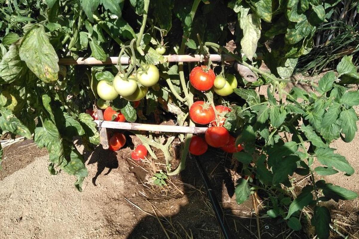 un grapat de tomàquets que creixen en una planta