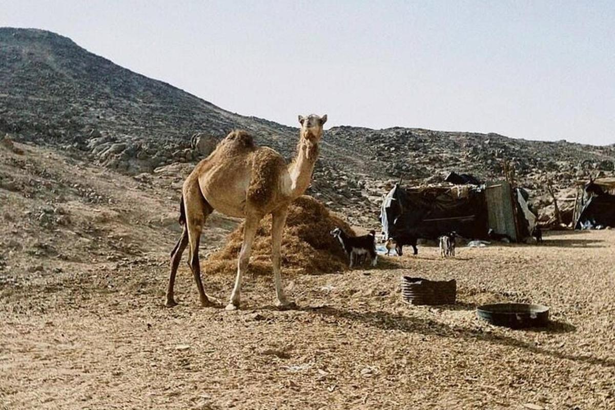 kaamel seisab keset põldu lehmadega