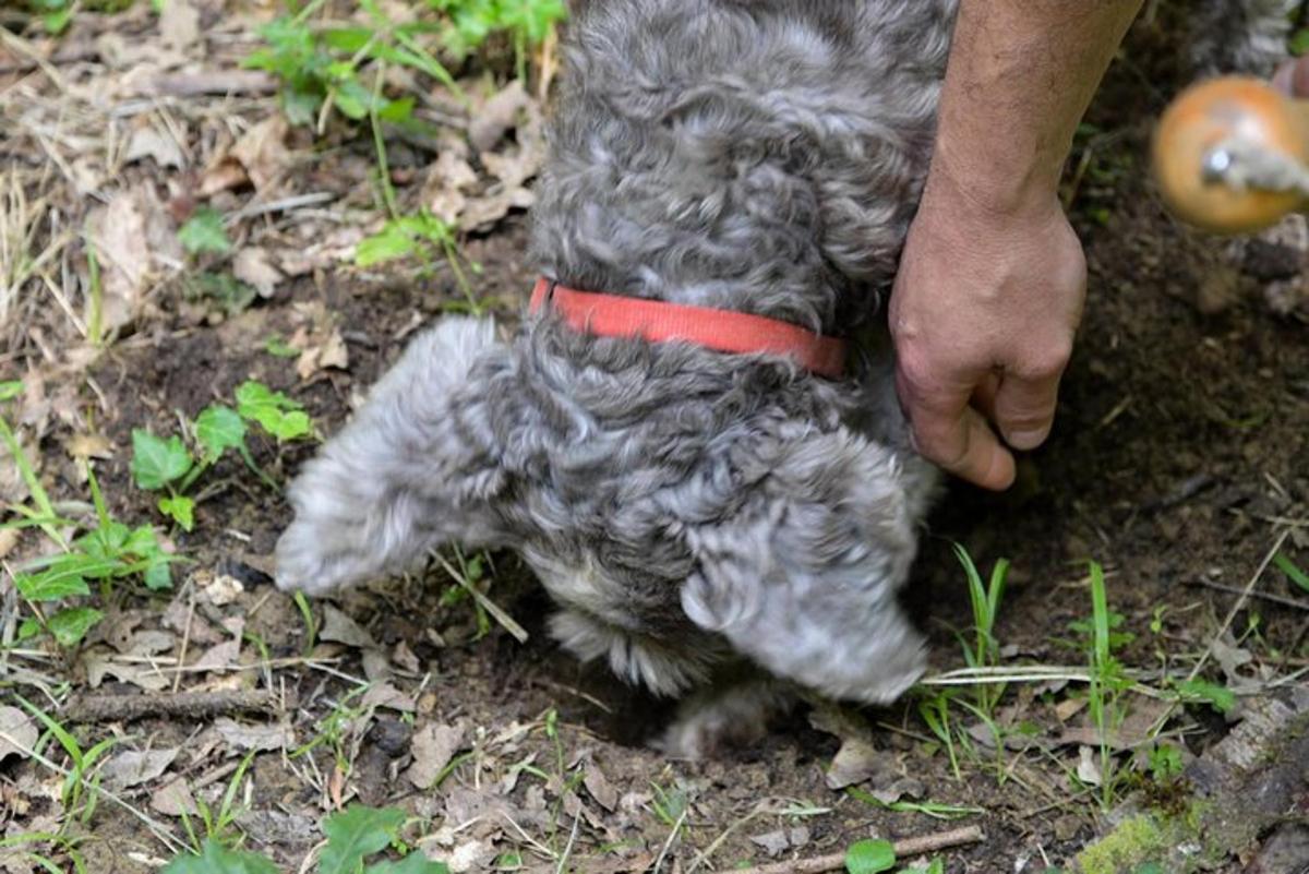 una persona che accarezza un piccolo cane grigio con un collare rosso