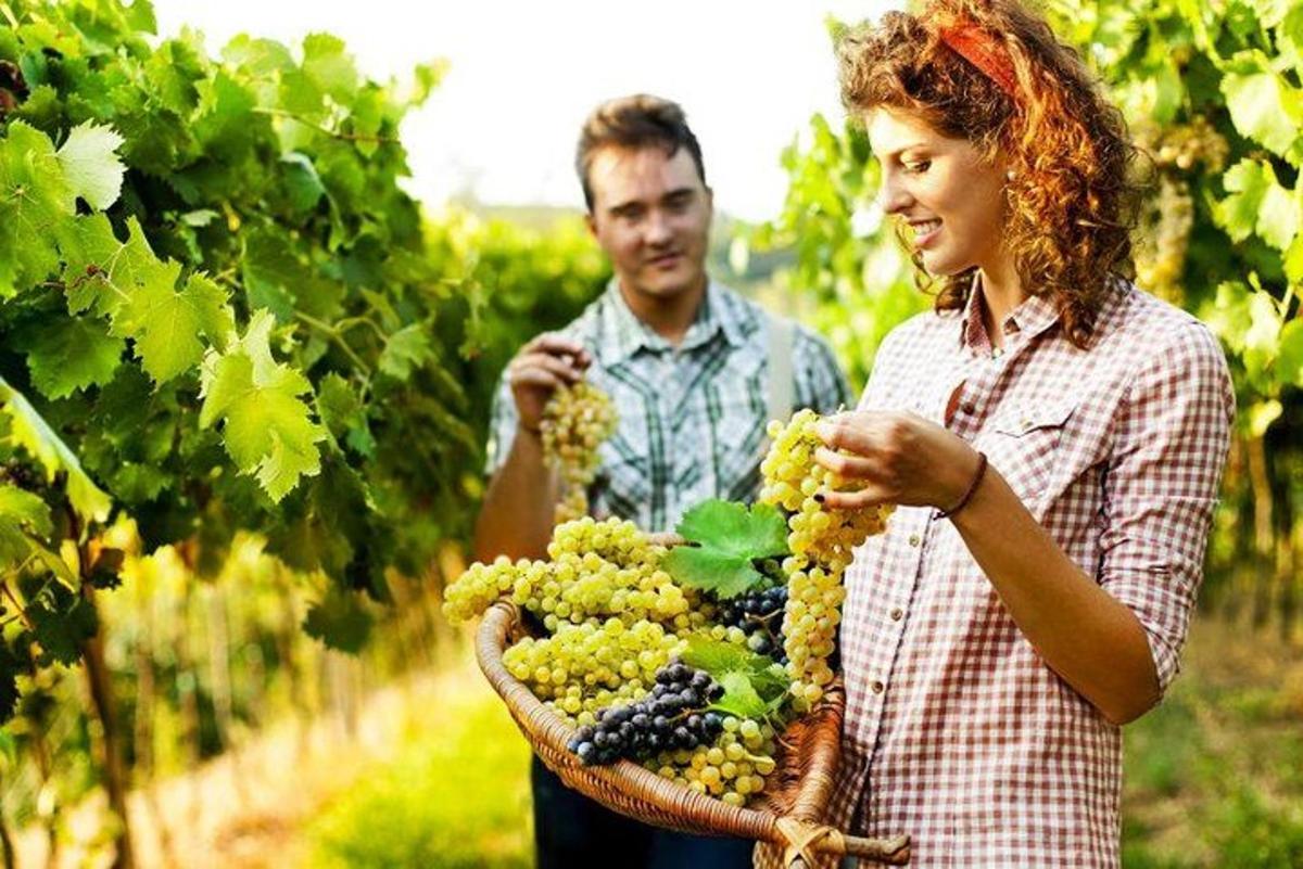 чоловік і жінка тримають кошик з виноградом