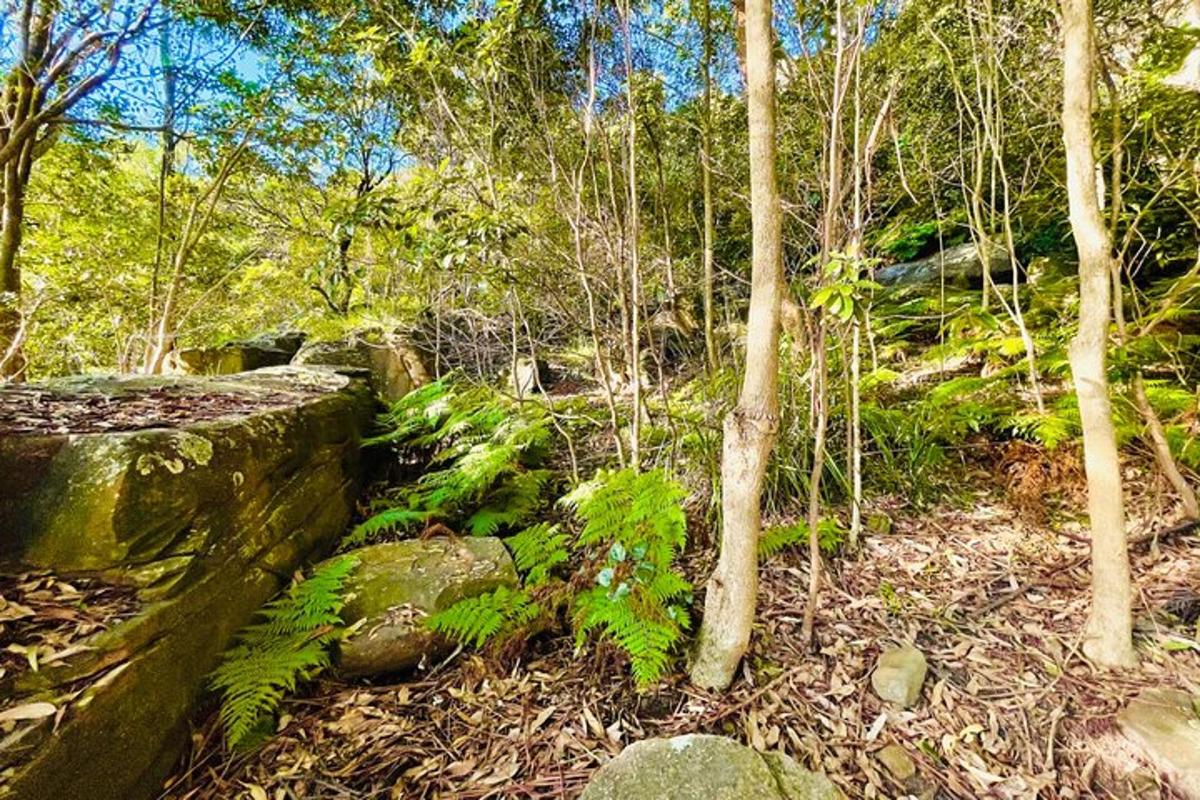 una foresta piena di alberi e piante verdi