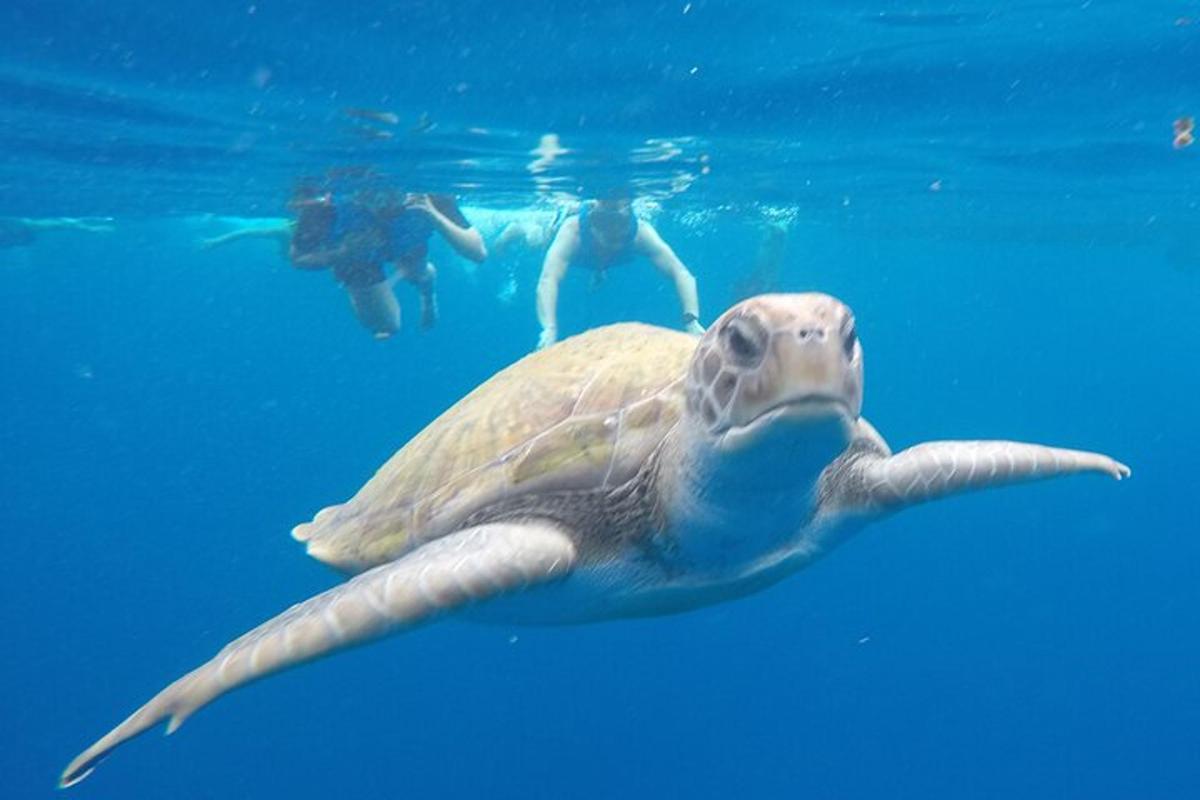 penyu hijau berenang di dalam air