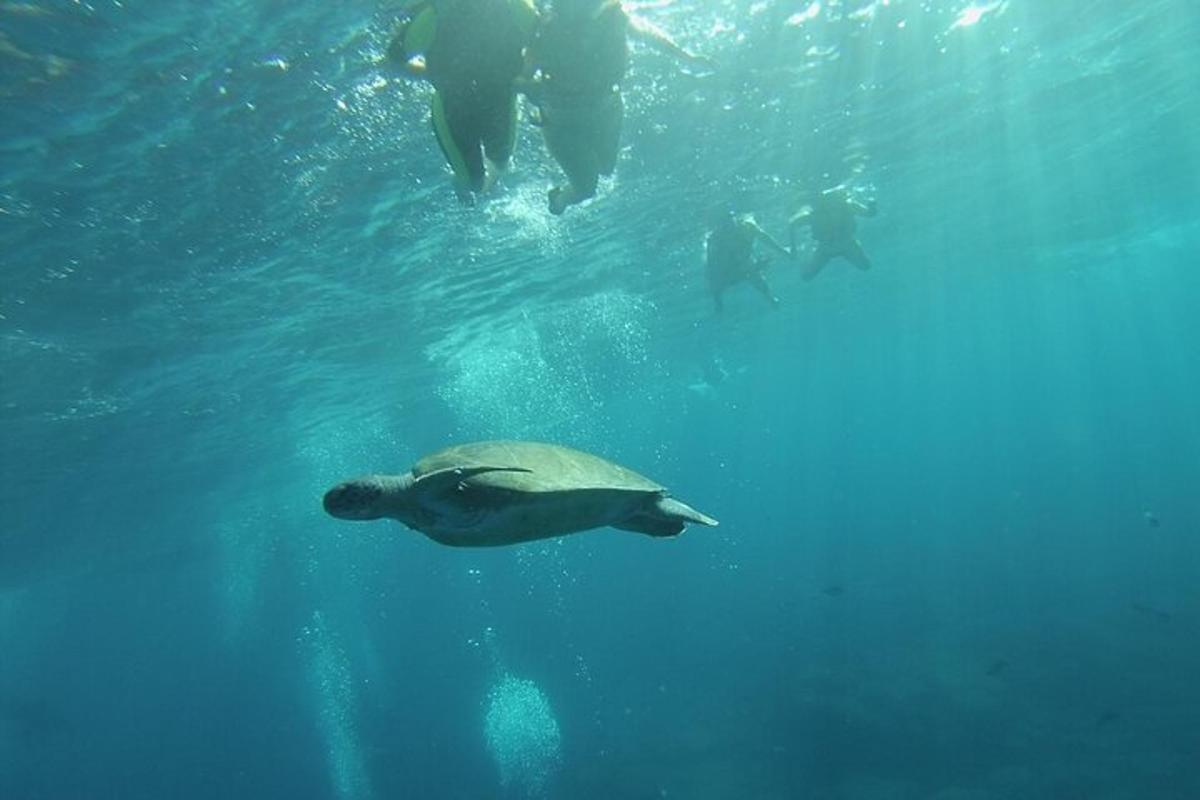 seekor penyu hijau berenang di air