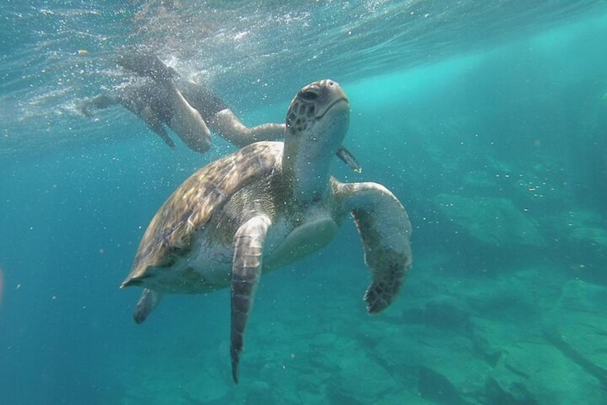 penyu hijau berenang di dalam air