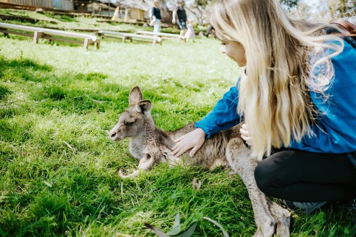 mladá dívka hladí klokana na poli