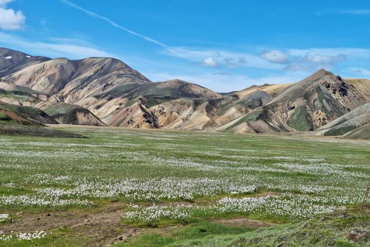 un campo di fiori con le montagne sullo sfondo